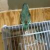 $100 Parrotlets sale