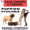 Kangal Shepard Puppies for Sale