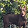 Doberman Puppy for sale