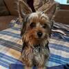 Male Yorkie for Stud Service