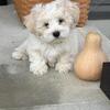 Teddy Bear Puppies