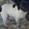 Female Shorty Jack Russells trade