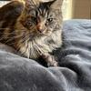Maine Coon female