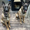 Rehoming german shepherd/Malinois