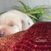 Cream Labrador Retriever Puppies