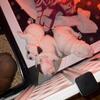 Olde English Bulldogges