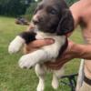 Springer Spaniel Puppies