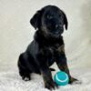 Golden Shepherd Puppies Ready Now