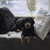 Dachshund stud