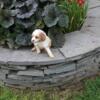 Beautiful Mini Bernedoodle Puppy for sale