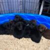 Akc Lab Puppies