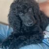 Standard poodle puppies