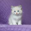 NewElite Siberian kitten from Europe with excellent pedigree, male. NOV Fly