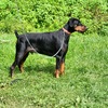 Full European Champion Health Tested Bloodline Male Doberman