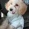 14 week old toy poodle!