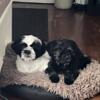 Shih-Tzu Pup Needs a Home!