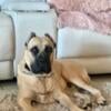 Cane Corso gorgeous male