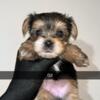 One female Yorkie puppy left