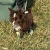 Chihuahua chocolate longhair female ckc