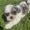 Shih Tzu poodle male puppy