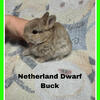 Netherland dwarf rabbits for sale