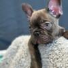 Male French bulldog available