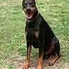 Doberman-pinscher  "Stud Service"