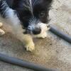 Yorkie