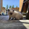 Himalayan/Persian male kitten kittens