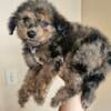 Male merle goldendoodle poodle 3 months puppy dog marble