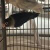 Bonded pair of lovebirds