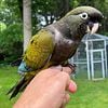 Male Patagonian conure