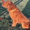 Golden Retriever Female