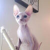 Sphynx, pink  Male, INTACT