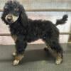 Akc mini poodle clear genetics!