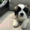 Saint Bernard puppies