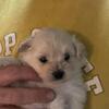 Pom poo puppies for sale