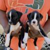 BLACK AND WHITE MALE BOXERS