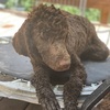 AKC Standard Poodles