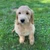 Standard golden doodle puppies