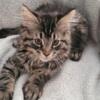 Beautiful Maine Coon males and females