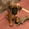 2 female mastiff left