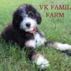 BERNEDOODLE - TRI COLOR - AMBER