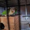 Green cheek conure babies