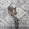 Sphynx for adoption
