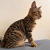 Egyptian Mau 3-Month Female Kitten $1000