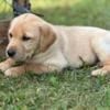 Lab retriever puppies near Cokato MN