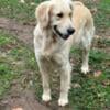 3 YO akc and ckc golden retriever $500