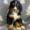 Bernese Mountain Dogs For Sale