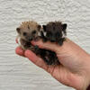 Hedgehogs